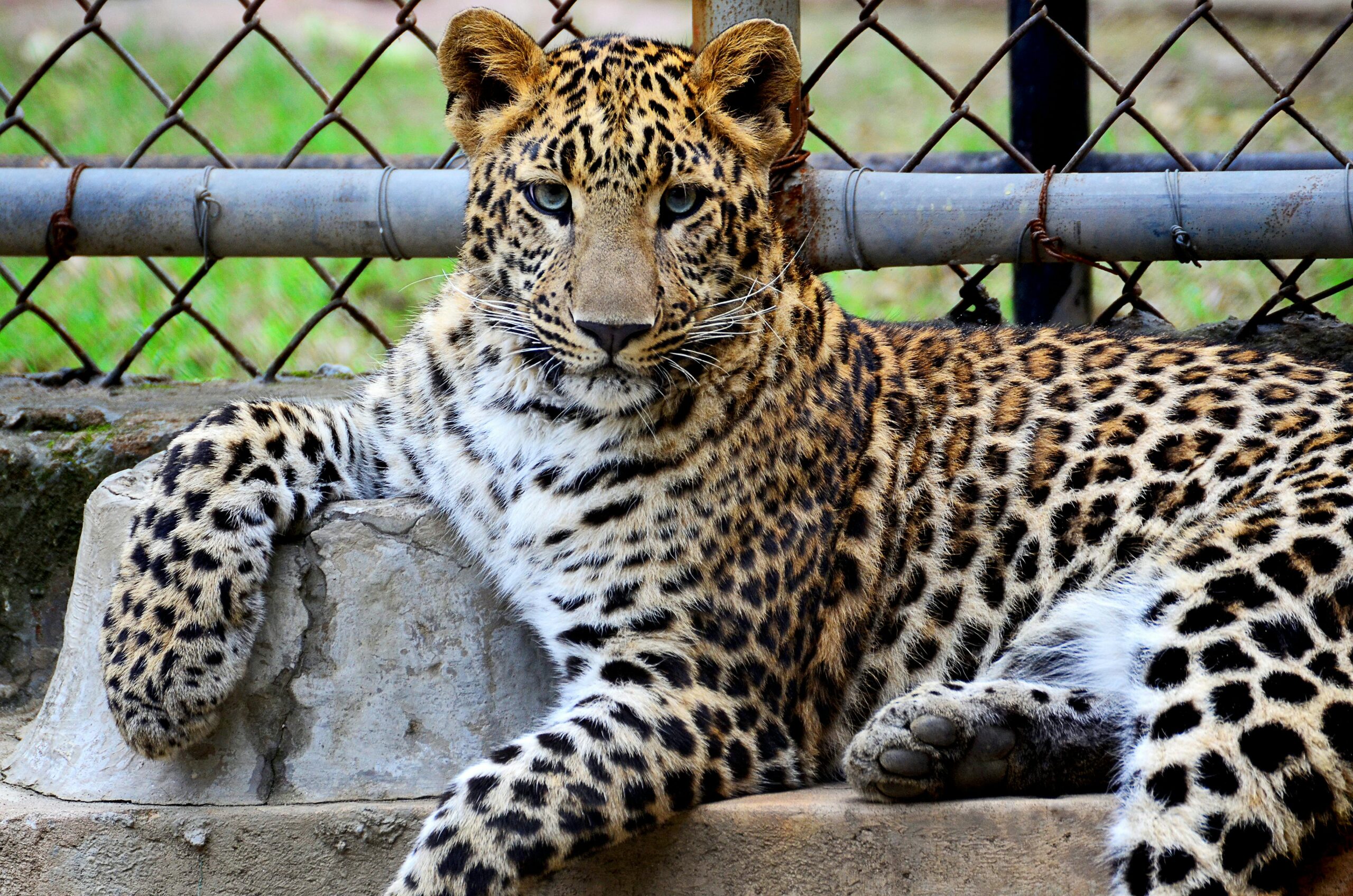 A striking leopard lounging in its zoo habitat, showcasing its powerful presence.